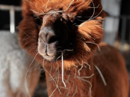 screenshot 2025-04-01 174830